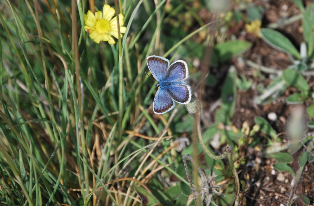 Plebejus da id